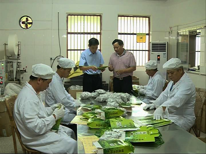 廣州中醫(yī)藥大學教授 劉煥蘭 現(xiàn)場考察國鋒桑葉茶生產